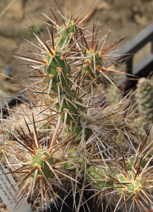 Maihueniopsis darwinii hickeinii