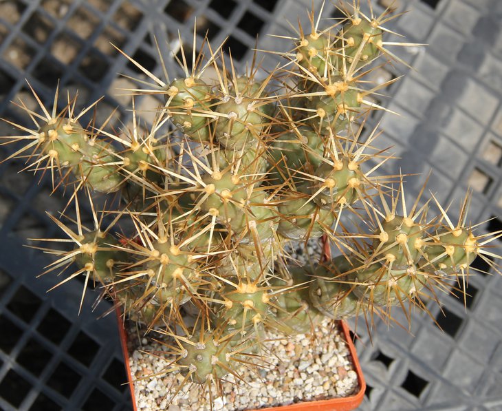 Maihueniopsis darwinii MK877
