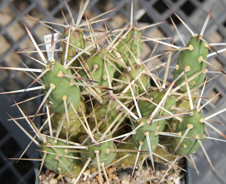 Maihueniopsis domeycoensis .