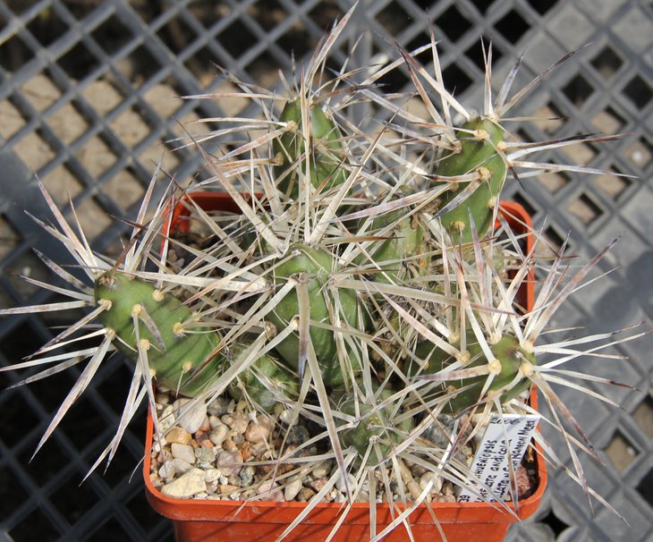 Maihueniopsis glomerata andicola zw Uspsllata n San Ramon Mendosa PILTZ3539.