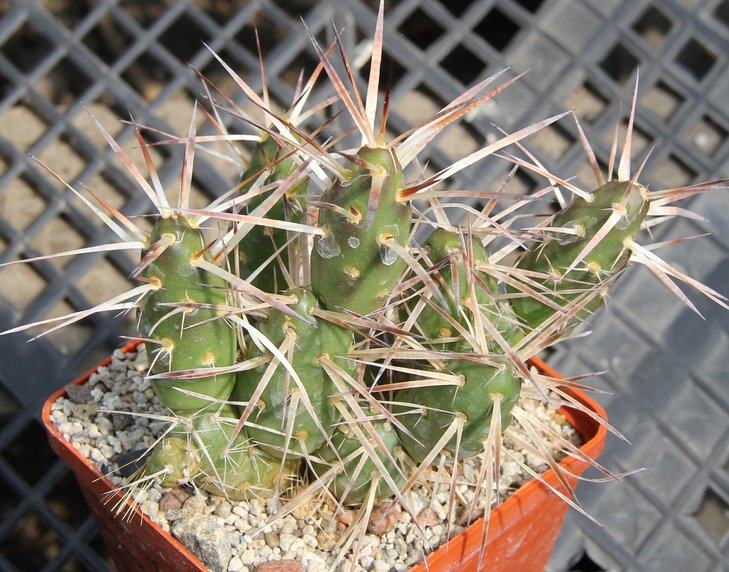 Maihueniopsis glomerata andicola zw Uspsllata n San Ramon Mendosa PILTZ3539.