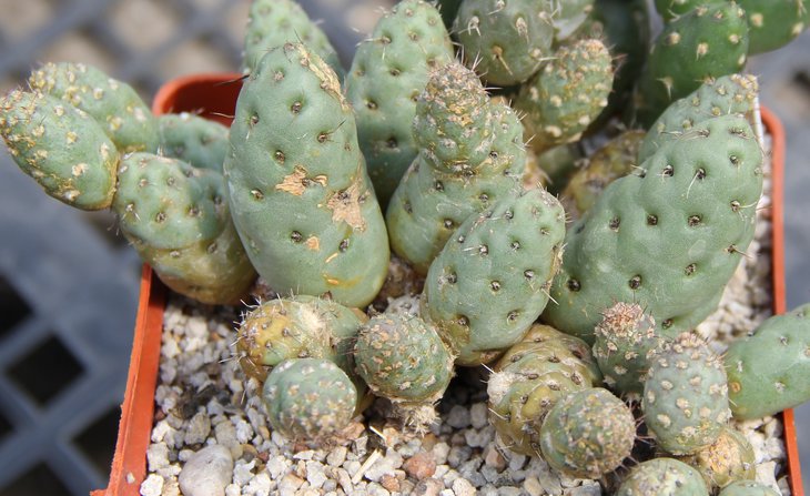 Maihueniopsis mandragora