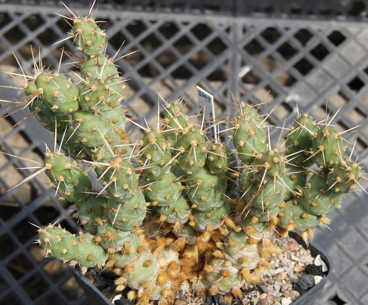 Maihueniopsis ovata STO831 Los Poriehllos Mendosa