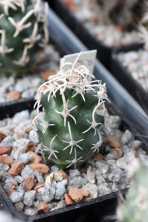Pediocactus peeblesianus var. fickeiseniae SB-459 MG