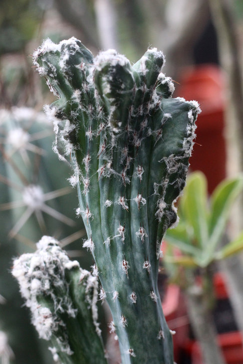 Monvillea spegazzinii f. cristata