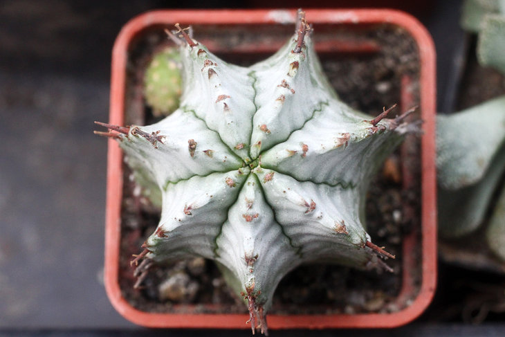 Euphorbia horrida f. alba