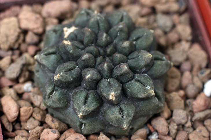 Бесколючковая форма Neochilenia occulta