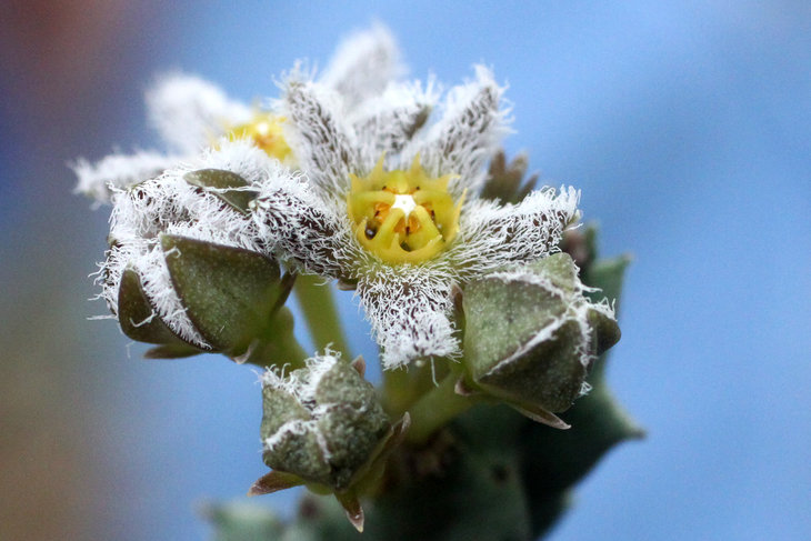 Caralluma burchardii