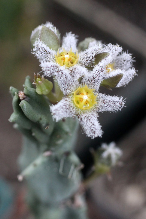 Caralluma burchardii