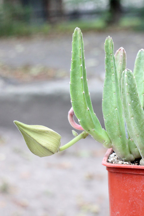 Stapelia gigantea