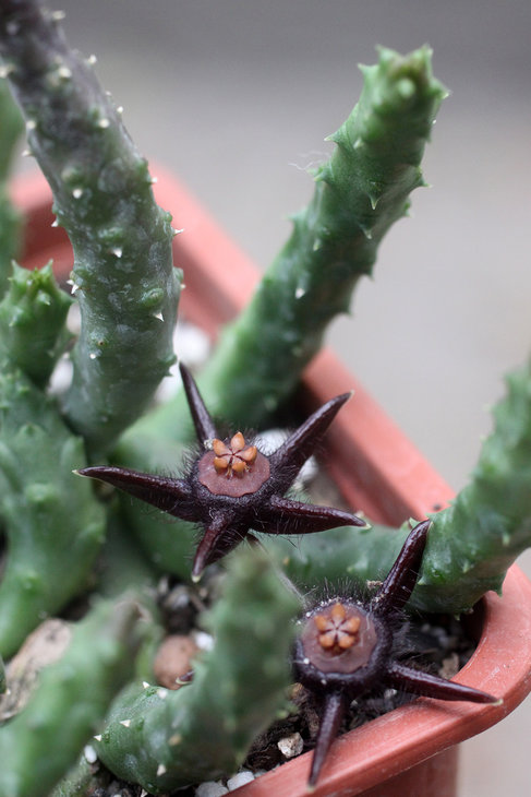 Duvalia elegans