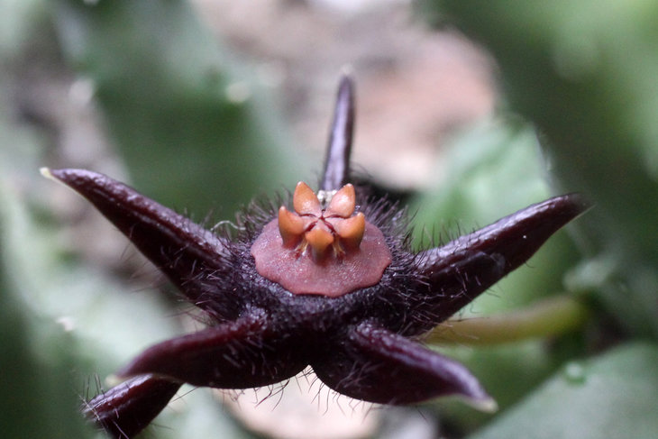 Duvalia elegans