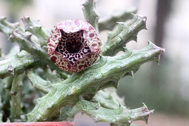 Stapelianthus insignis