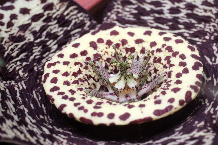 Orbea variegata