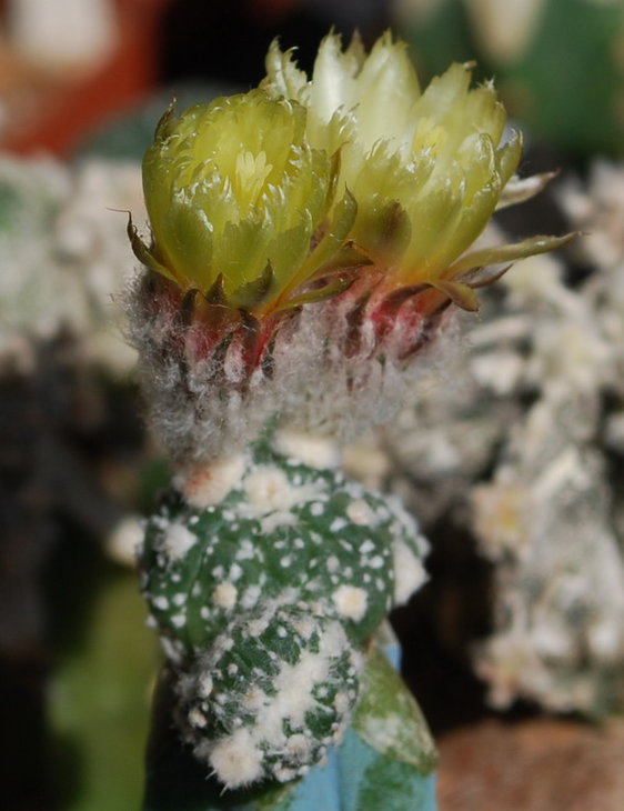 DSC_4066   Myr. nudum x CapAS var..jpg