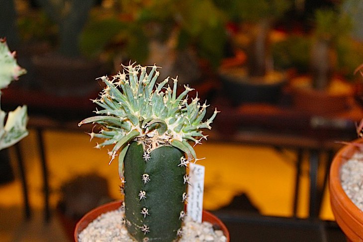 Коs_5137.JPG