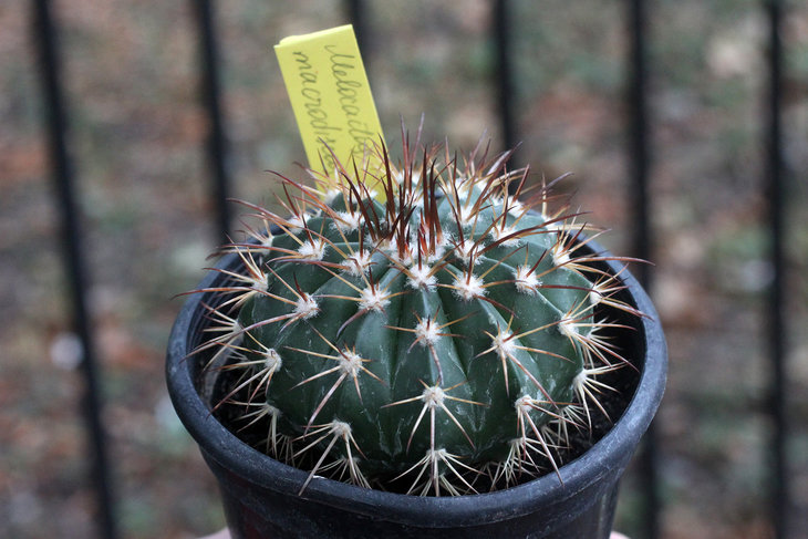 Melocactus macrodiscus