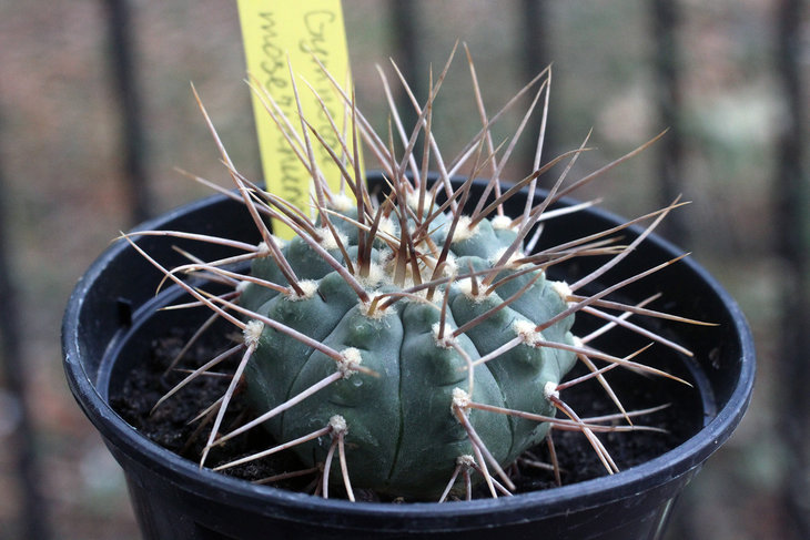 Gymnocalycium moserianum