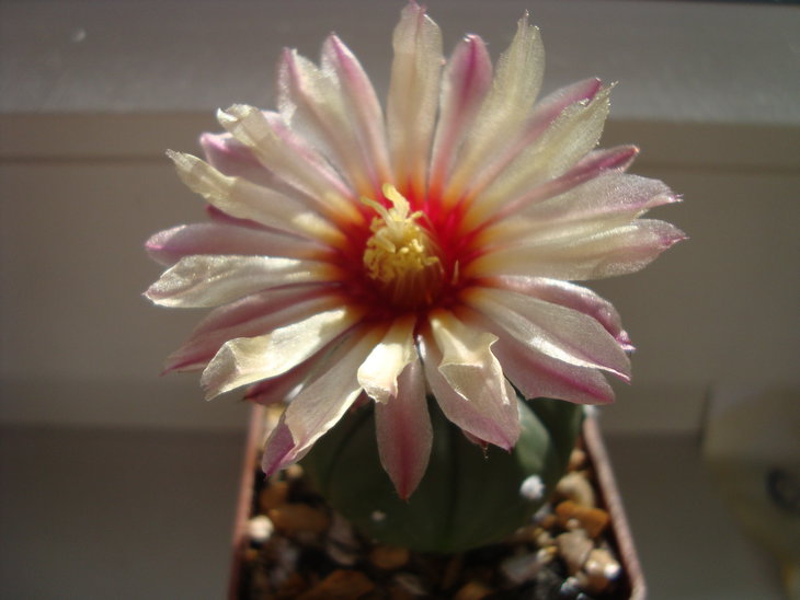 Astr. asterias v. nudum