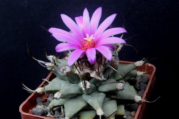 Turbinicarpus alonsoi