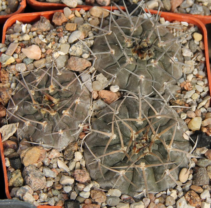 Gymnocalycium riojense pipanacoense KH327  PILTZ4688