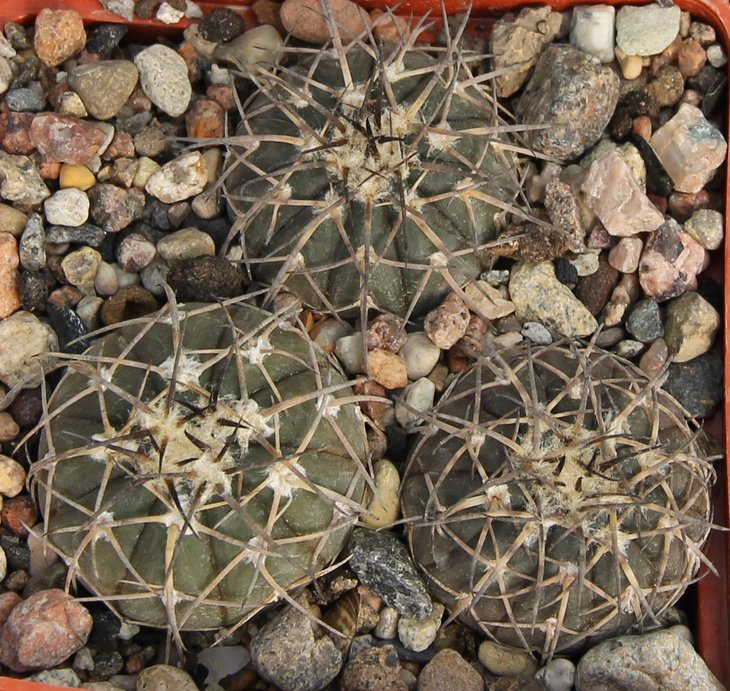 Gymnocalycium spegazzinii KP235 Rulnas del Quilines left side 1839m Salta.