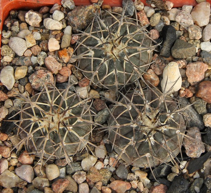 Gymnocalycium spegazzinii KP235 Rulnas del Quilines left side 1839m Salta.