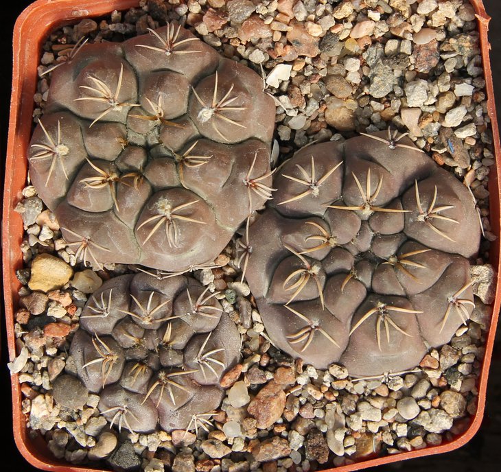 Gymnocalycium robustum VG345 Quillino. kk402.108