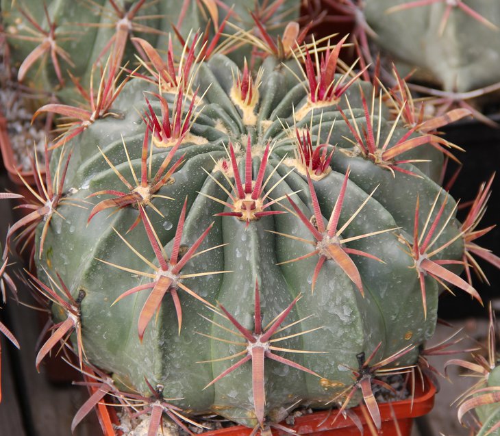 Ferocactus latispinus