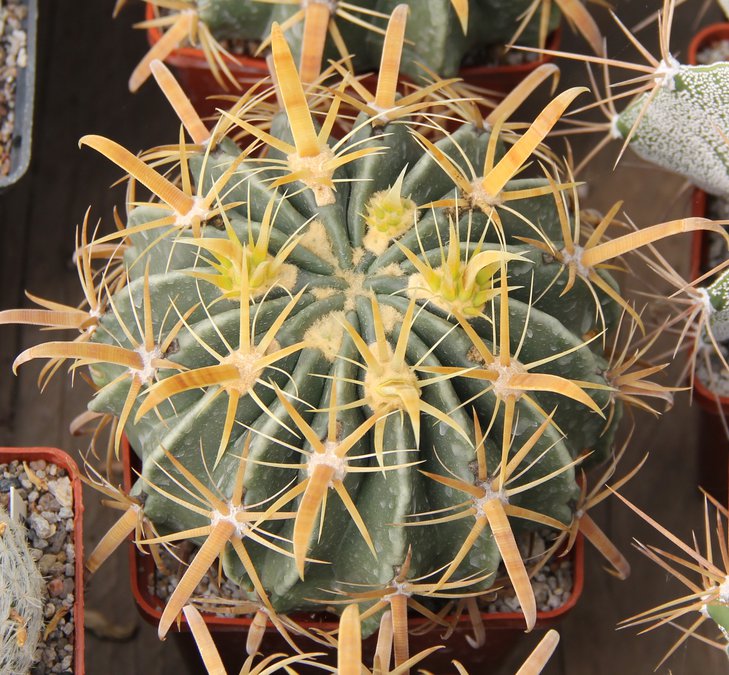 Ferocactus latispinus flavispinus