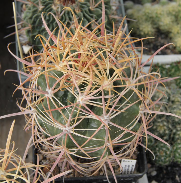 Ferocactus acanthodes eastwodiae