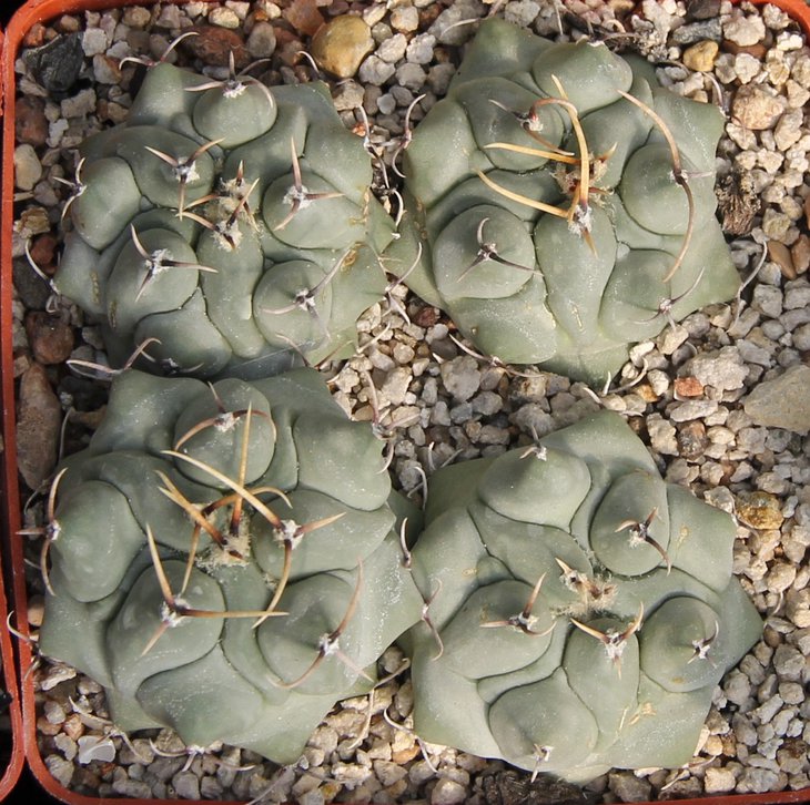 Thelocactus phymatotelos SB328 Canyon Carbonera  MG1277.8