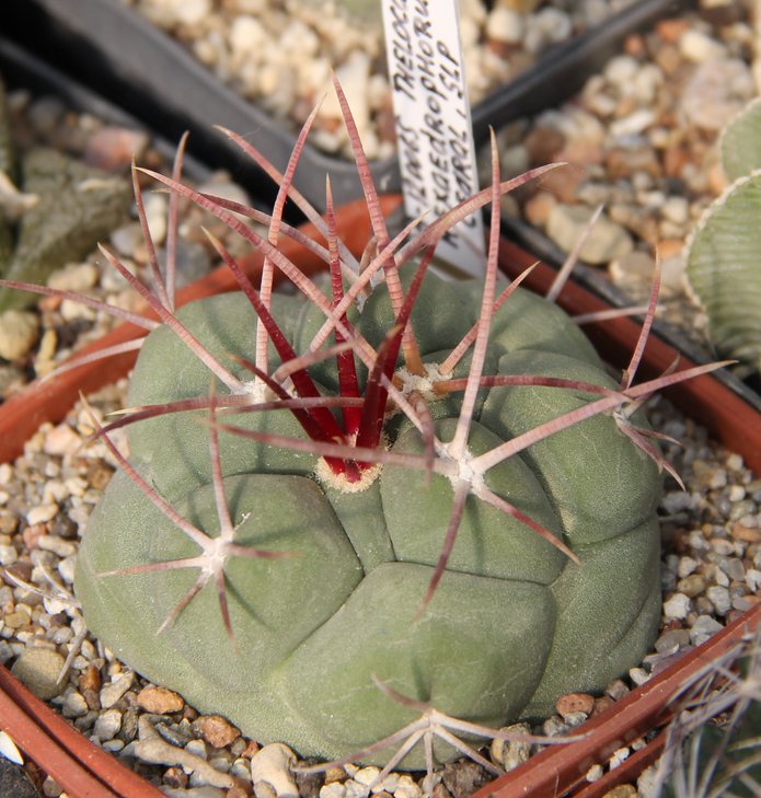 Thelocactus hexaedrophorus MMR197 Cedral SLP