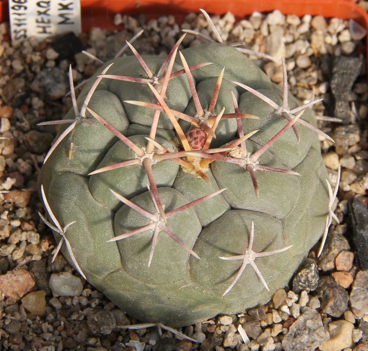Thelocactus hexaedrophorus francii MK1337 Charco BlancoSLP