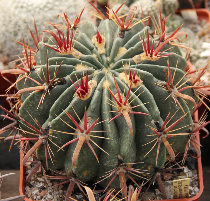 Ferocactus latispinus PP236.