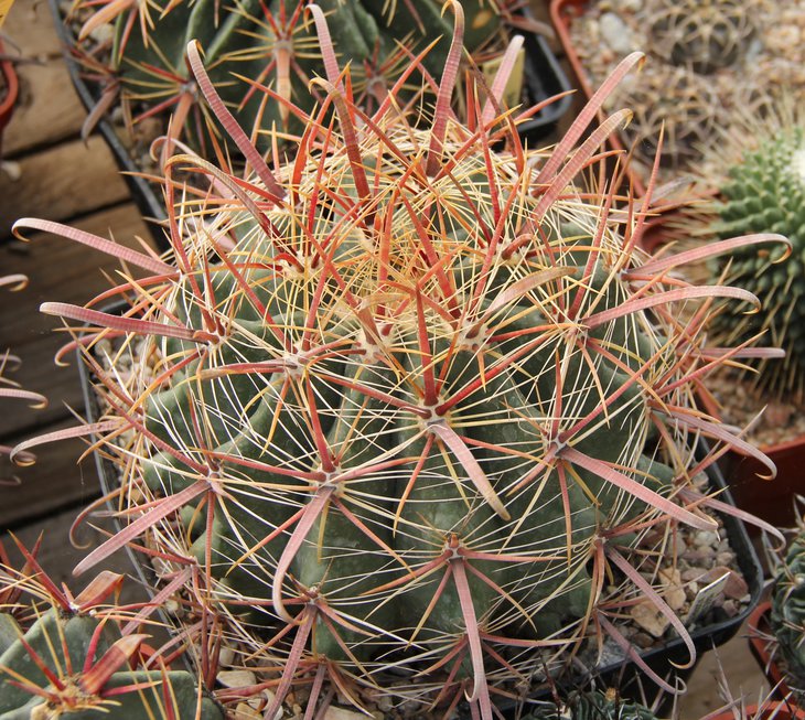 Ferocactus cylindraceus SB1906 Queen Valley Az  MG416.82