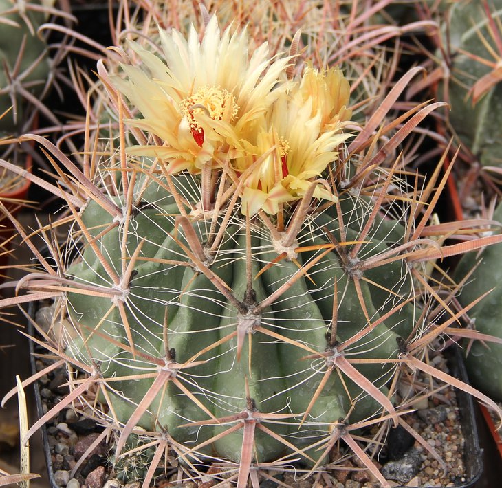 Ferocactus santamaria SB1237 San Carlos BCS MG430.