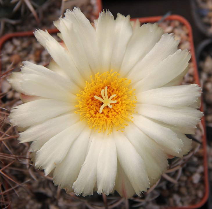 Coryphantha tripugionacantha KPP1604, San Capistrano, Zac..