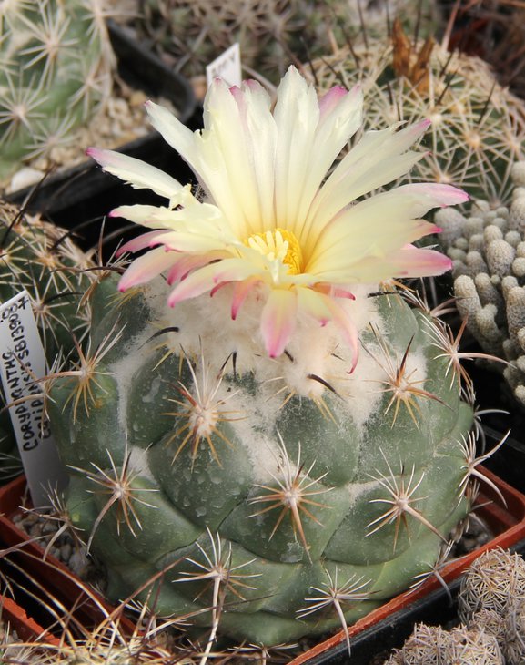 Coryphantha calipensis SB1390