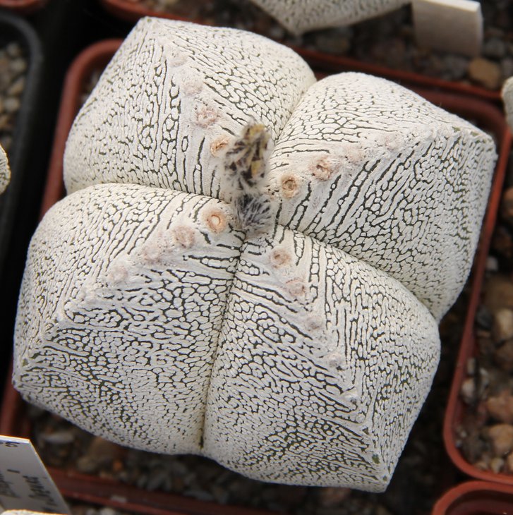 Astrophitum myriostigma cv. ONZUKA
