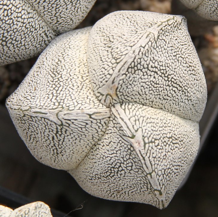 Astrophitum myriostigma cv. ONZUKA трехреберный