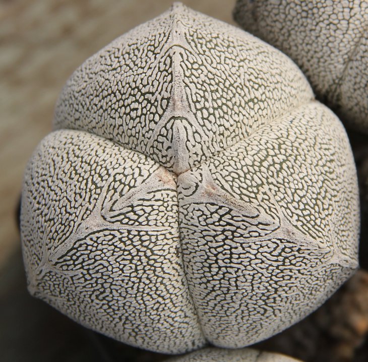 Astrophitum myriostigma cv. ONZUKA трехреберный