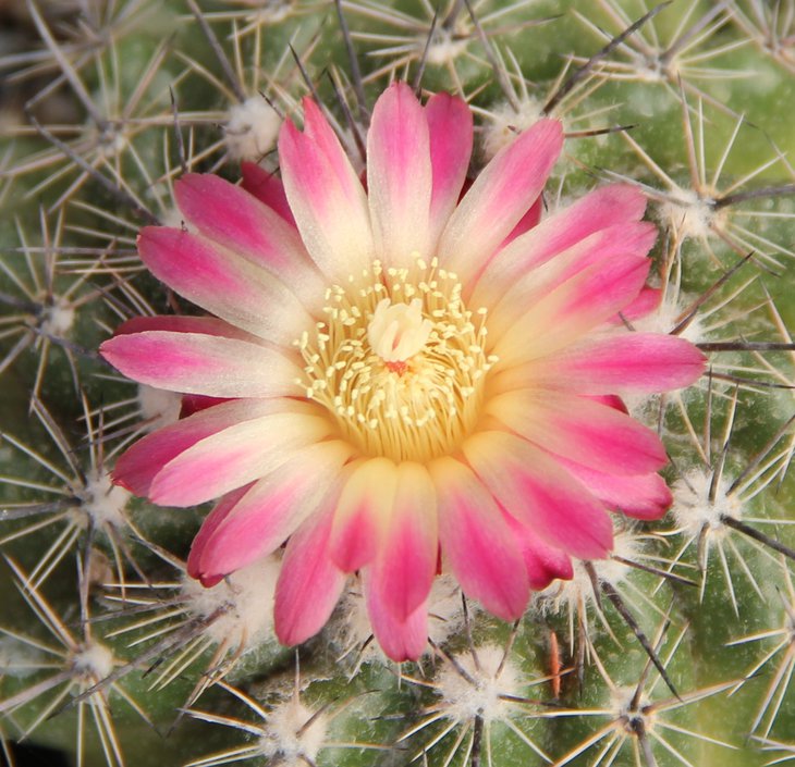 Parodia slabayana HTH106 El Puente Bol.  PILTZ5636..