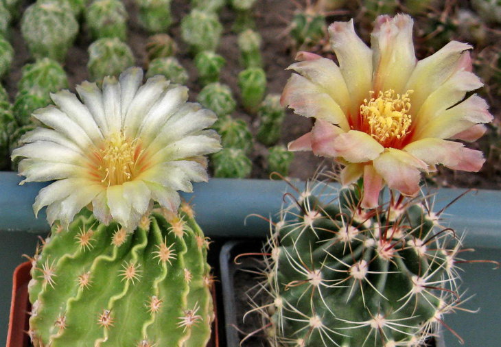 HAMATOCACTUS stenocactoides n.n.(слева) и setispinus v. hamatus(справа) -2.jpg