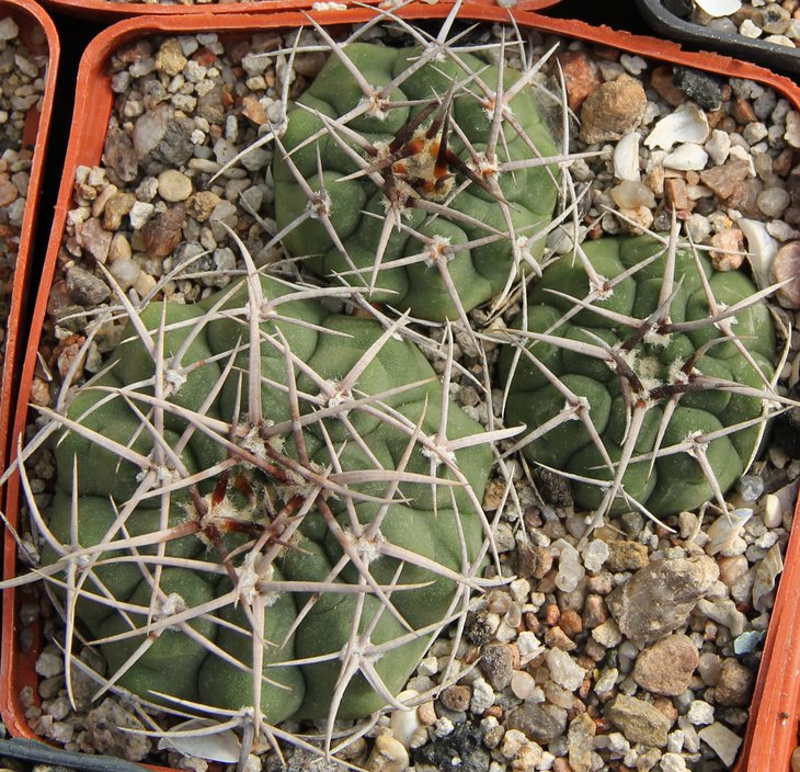 Gymnocalycium ferox VG320a Tosno-Santa Ana Cord.765m.