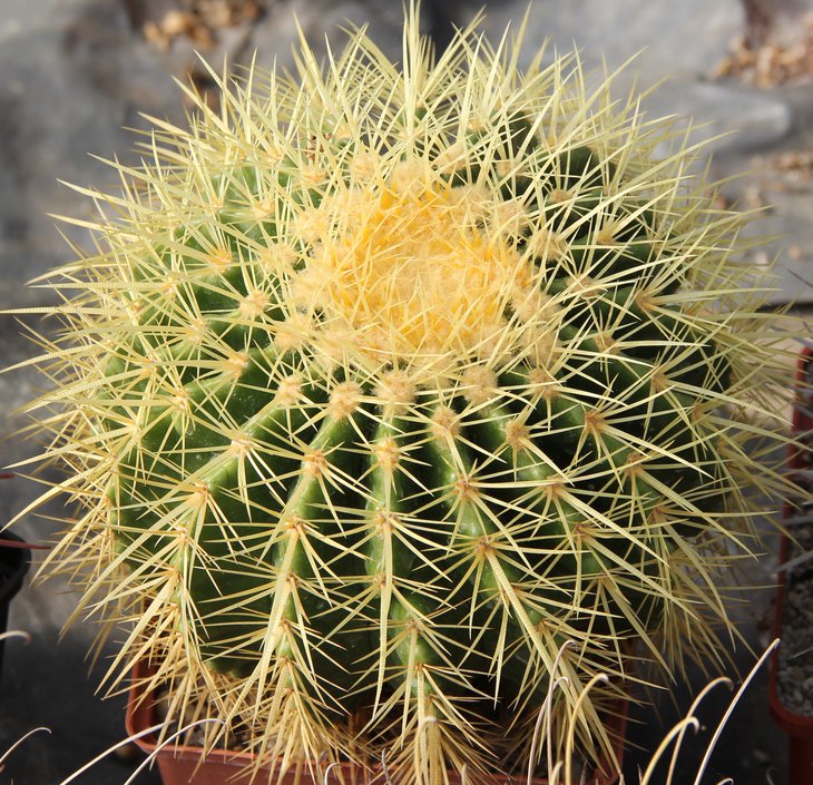 Echinocactus grusonii