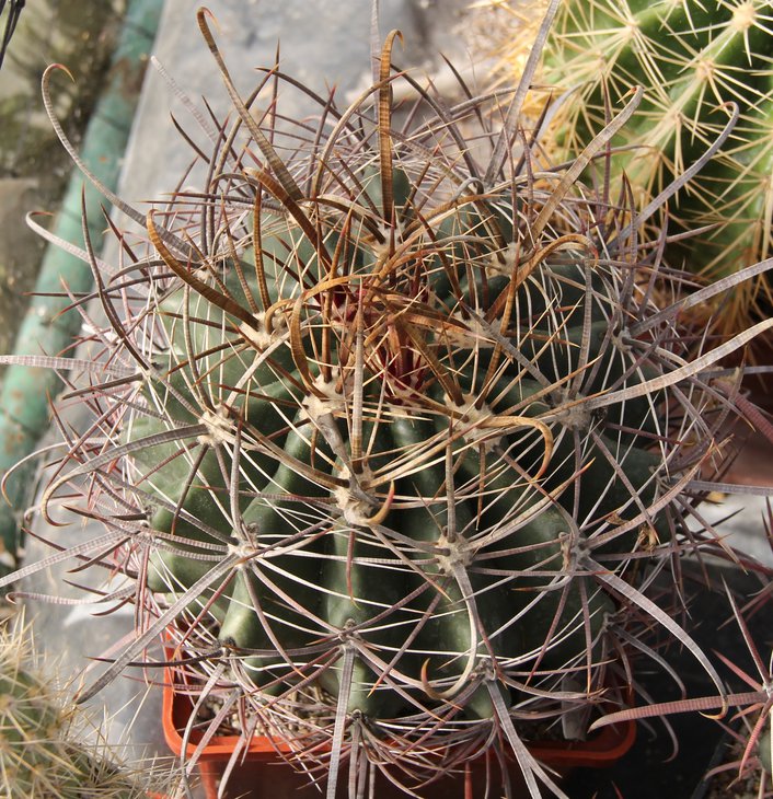 Ferocactus acanthodes.