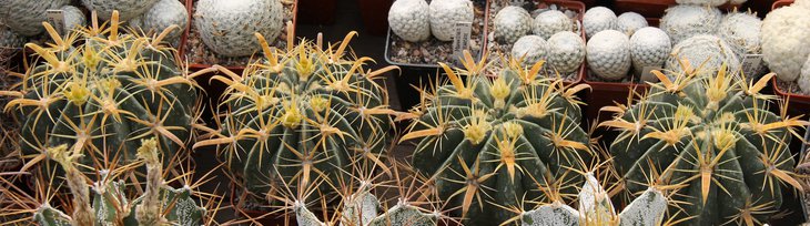 Ferocactus latispinus flsvispinus