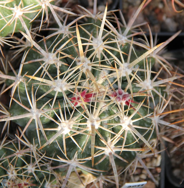 Ferocactus fordii borealis