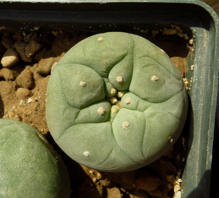 Lophophora diffusa